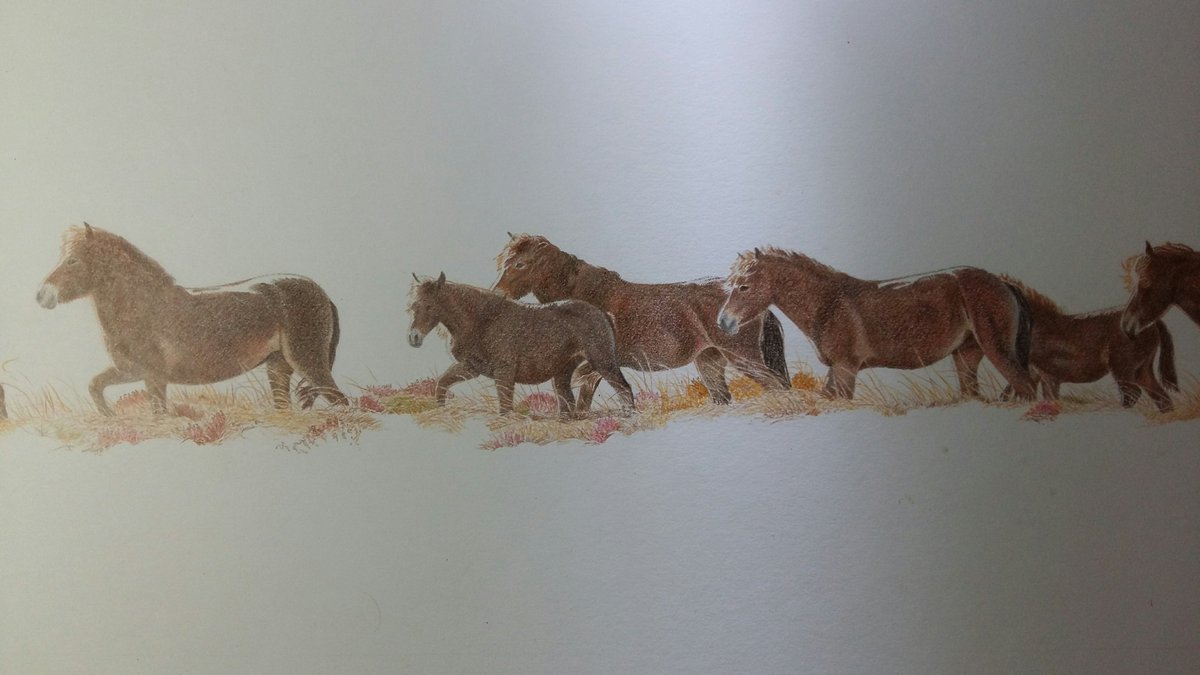 A title... idea 'Exmoor Convoy'? The grass and heather are being added but not sure where to stop yet? Maybe a bit more in places. Also deepening the earthy colours, there are greys and browns in there and every pony has variation.

#exmoorponies #nativeponies #britishwildlife