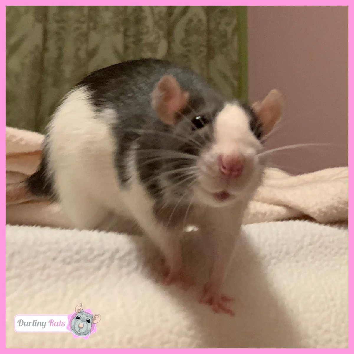 Darling Rats tweet media