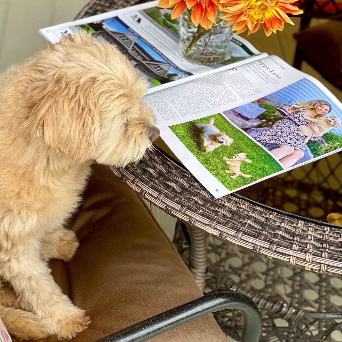 #TillyTails tweet media
