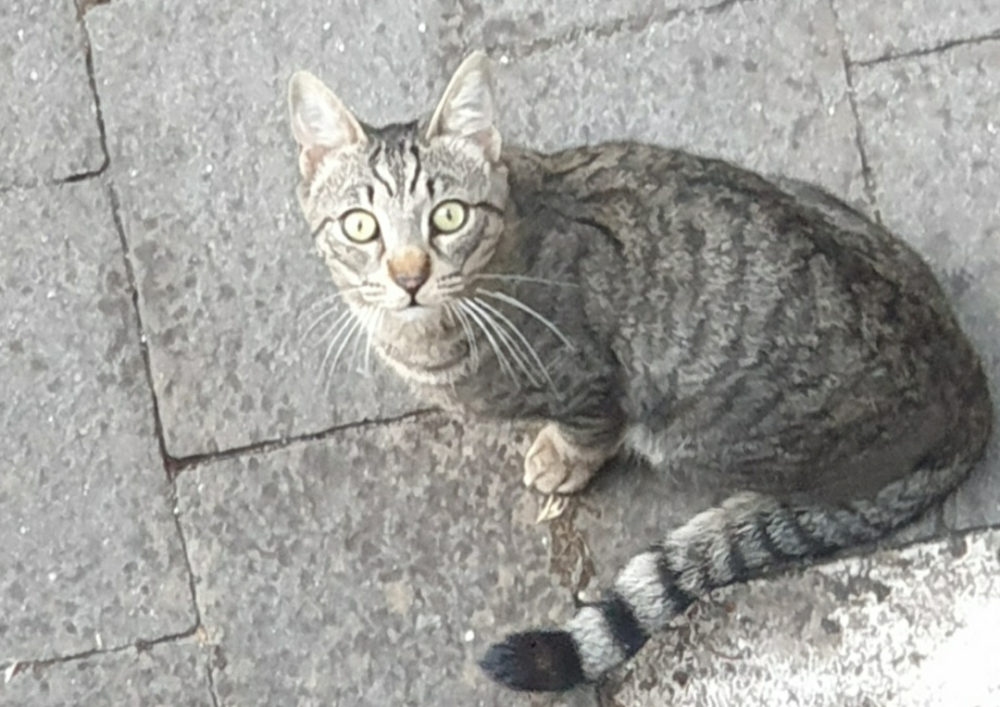 È scomparso nel nulla! Light non si ritrova, qualcuno lo ha preso? - tesoriaquattrozampe.it/scomparso-nel-…