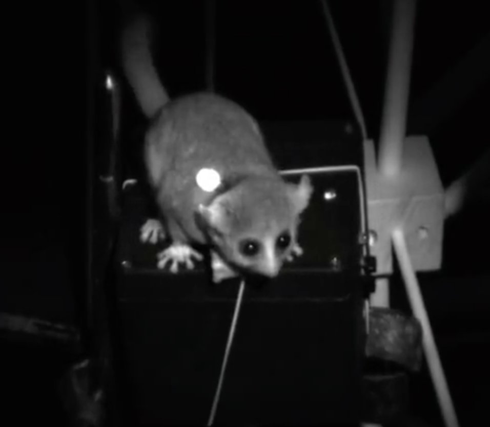 naturemethods's tweet photo. Interested in real-time tracking and behavioral analysis of mice or even mouse lemurs in naturalistic environments? Then check out EthoLoop from the Huber lab. https://t.co/MJg2pWJNpX https://t.co/ra22pCf05q