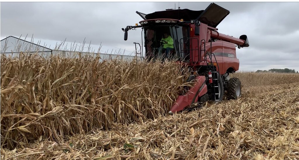NWILTDR's tweet image. It looks like “normal” corn.
It grows like normal corn.
It combines like normal corn.
It yields like normal corn.
#ShortCorn