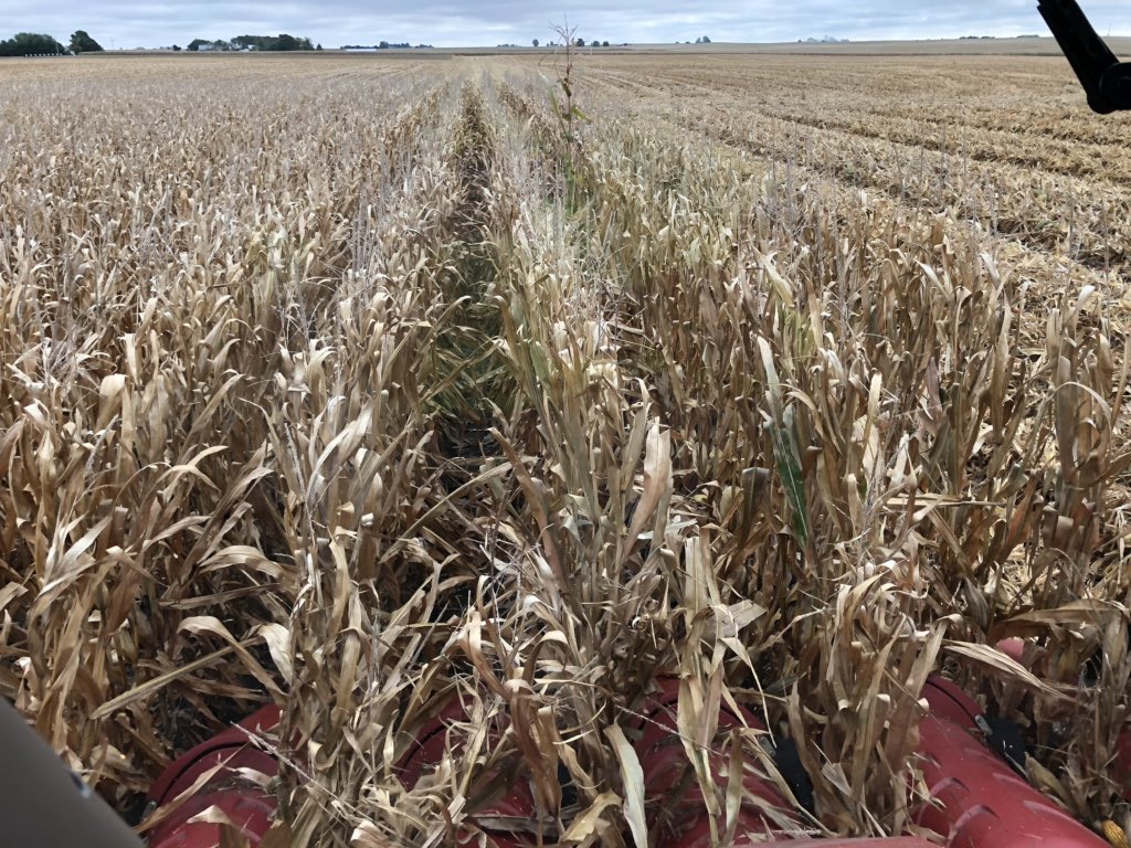 NWILTDR's tweet image. It looks like “normal” corn.
It grows like normal corn.
It combines like normal corn.
It yields like normal corn.
#ShortCorn