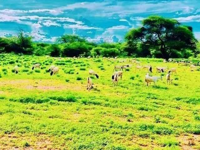 abdulahrob's tweet photo. Guriceel oo dhirtu wada cagaaratey.!
#ILASOCO https://t.co/IJzZIxGf9Y