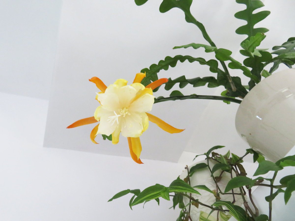 Epiphyllum Twitter Search