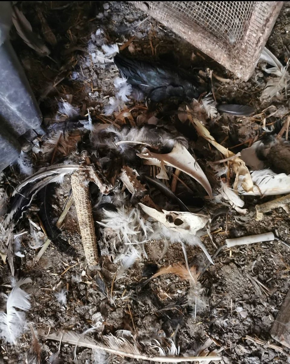 AlmaSantuario's tweet photo. Hemos rescatado a 7 animales en condiciones pésimas, en los huesos, entre cadáveres, sin comida ni bebida  durante semanas. Son 4 gallinas, 1 gallo y 2 ocas, han pasado literalmente 5 minutos bebiendo agua sin parar al llegar al santuario. Una "granja ecológica". 

Ayúdanos 🥺 https://t.co/C4nNWS9UXb