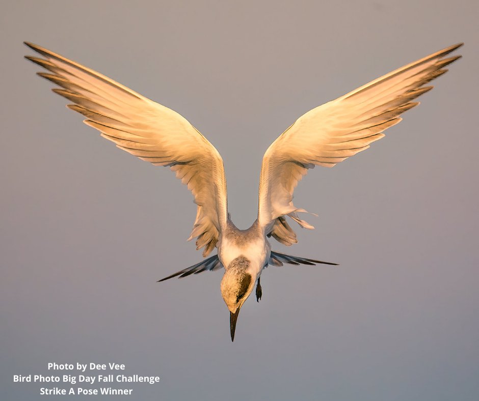 SFBBO's tweet photo. Congratulations to Dee Vee, the winner of the Strike A Pose category for the #BirdPhotoBigDay Fall Challenge! This stunning shot of a Forster's Tern was captured while it hovered dramatically before a dive. This photo will be featured on #SFBBO's 2020 t-shirt as line art! https://t.co/cPoDk6t8cA
