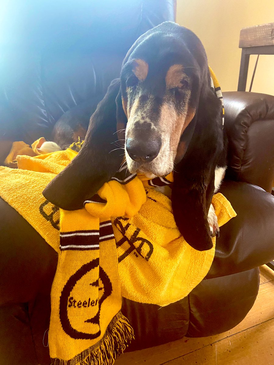 BeloitBassets's tweet image. Coach Ken told me it’s Spirit Week.   I’ve got Spirit....how about you?  #beatcantonsouth #idontlikecats #francoharris #coachkensbiggestfan #goWB #sportsday