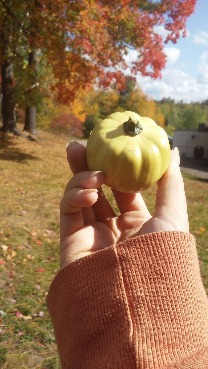 AlienMoonPie's tweet photo. HAVE YOU LOST YOUR GOURD!?!?! ... cause I have some gourd-eous gourds right here! We can go gourd shopping! After all no Halloween home is complete with out a gourd hoard! 🎃

#autumn #fall #fallislife #gourd #gourds  #pumpkin #pumpkins #leaves #trees #nature https://t.co/jp3EWnjkFp