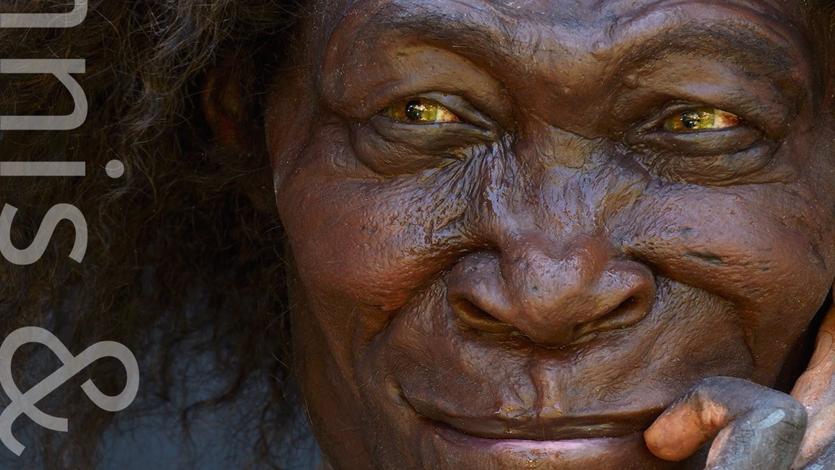 when you go to <a href="/museumnaturalis/">Naturalis Biodiversity Center</a> to visit #naturalis200  don't forget to pass by this #homoerectus reconstructed by #kenniskennis