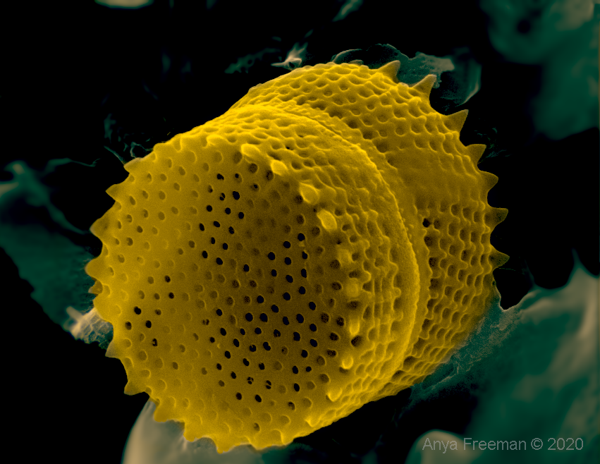 Dr Anna Freeman (@anya_freeman) on Twitter photo Aulacoseira #diatom under an electron microscope (magnification 20000x ). Nature-designed nano-biotechnology found in the Oxford canal 🌍🔬
😊
#water #nature #science #microscopy Aulacoseira #diatom under an electron microscope (magnification 20000x ). Nature-designed nano-biotechnology found in the Oxford canal 🌍🔬
😊
#water #nature #science #microscopy