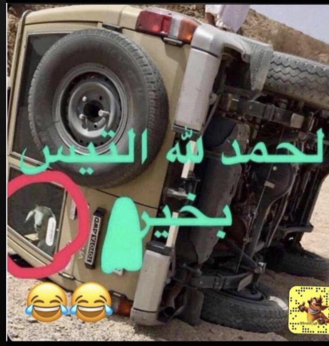 gala_alameri's tweet image. 