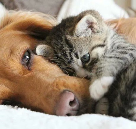 omarpy20's tweet photo. Buenas noches. 
🐶🐱💕🤗 https://t.co/RjEnGqrhZv
