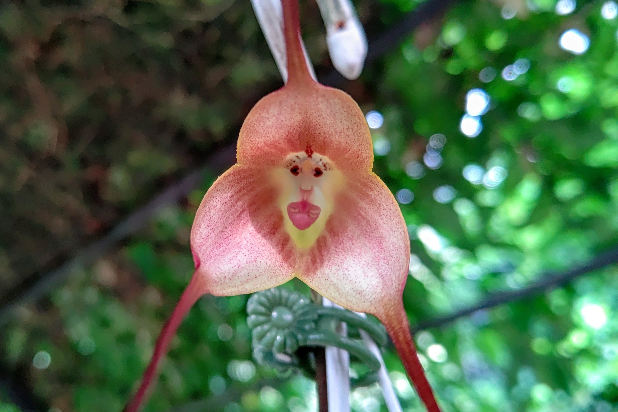 Twitter 上的 公式 京都府立植物園 ドラクラ ギガスです 今日もモンキーですね 観覧温室エントランスホールに展示しています 見頃は今週中です ドラクラ モンキーオーキッド 観覧温室 京都府立植物園 T Co Xqrw6nz6rg Twitter