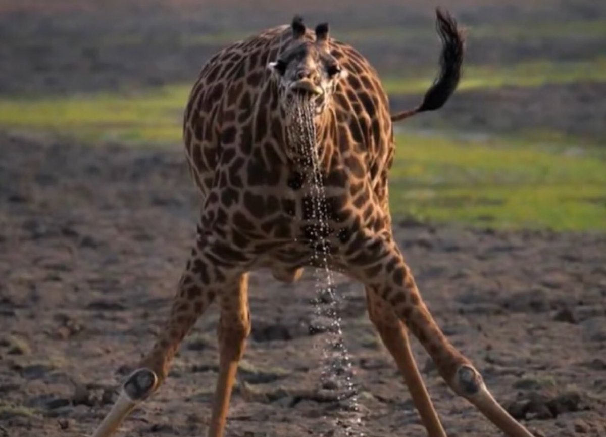 ((It hasn’t even been that long and my account is already dying help