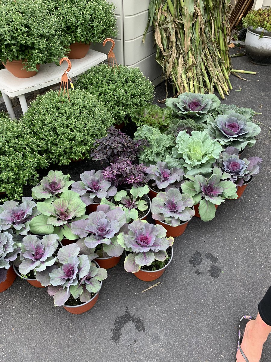 THANK YOU to our fall plant sale committee chairs Karla Perez-Gangi and Jeanette Scaccio for all your hard work getting the plant orders together and coordinating pick ups. A big thank you also to all who preordered fall plants. Enjoy your beautiful plants. Flowers 💐 🌺 🍁 🍁