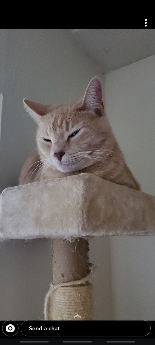 karinaejohnson's tweet photo. My cute cats because I'm bored at work and they are just adorable! https://t.co/3fUedrLLOp