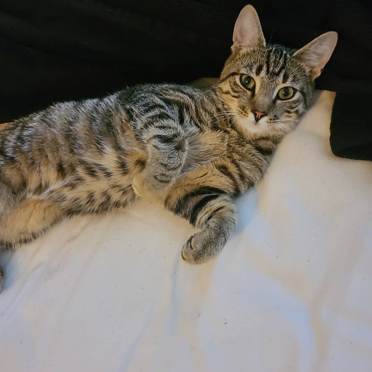 karinaejohnson's tweet photo. My cute cats because I'm bored at work and they are just adorable! https://t.co/3fUedrLLOp