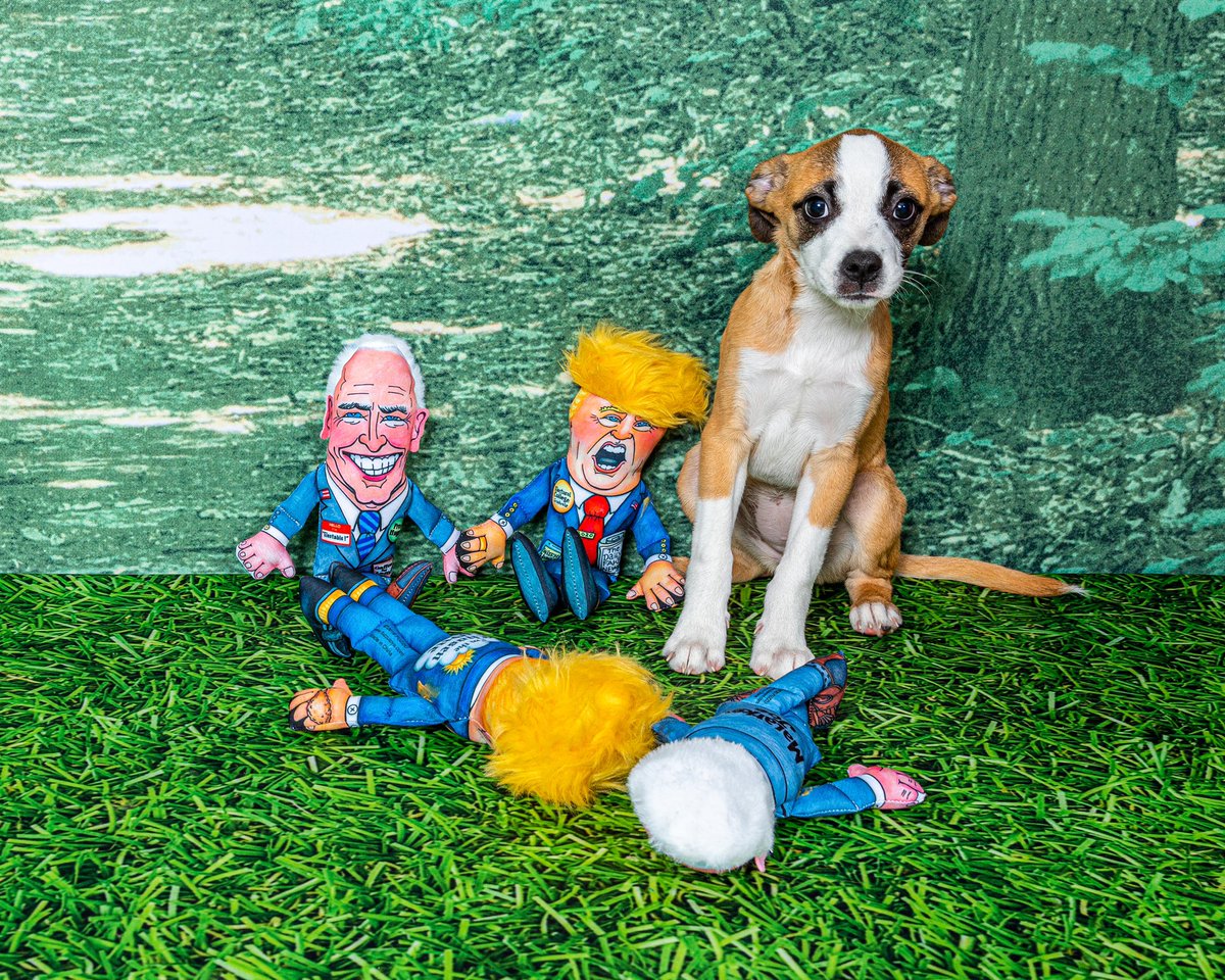 Teddy will be fact checking the #PresidentialDebate2020 tonight between play breaks #fuzzu