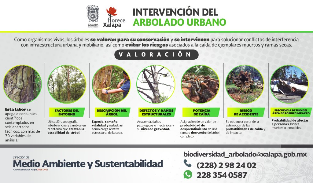 DMAS_Xalapa's tweet photo. El #FrenteFrío4 nos recuerda la importancia de la valoración de árboles en la ciudad; se intervienen aquellos que están muertos o que tienen alta probabilidad de caída ante eventos meteorológicos como el de hoy.
Reportes: (228)2982402, whatsapp 2283540587.
#DMAS
#SRNyCC
#DByCC https://t.co/Ic8zBS7gfo