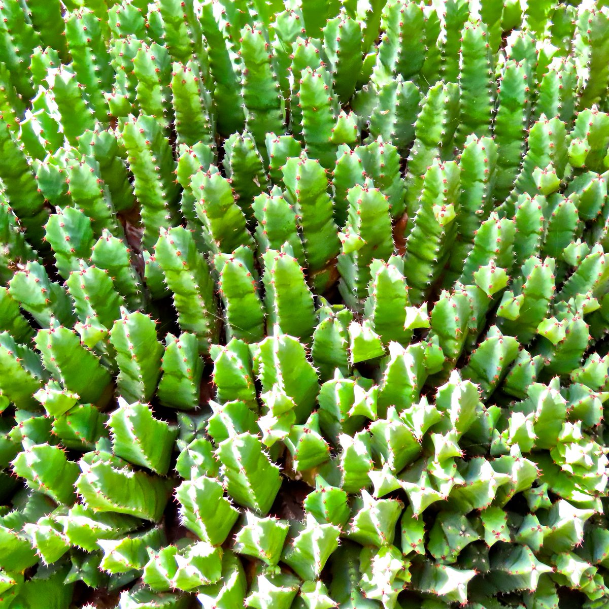 galactic_madrid's tweet photo. EUPHORBIA RESINIFERA CACTUS #morocco #plants #biodiversity #euphorbia #resinifera #beautiful #cactus #bioheritage https://t.co/SAx8wlr9qN