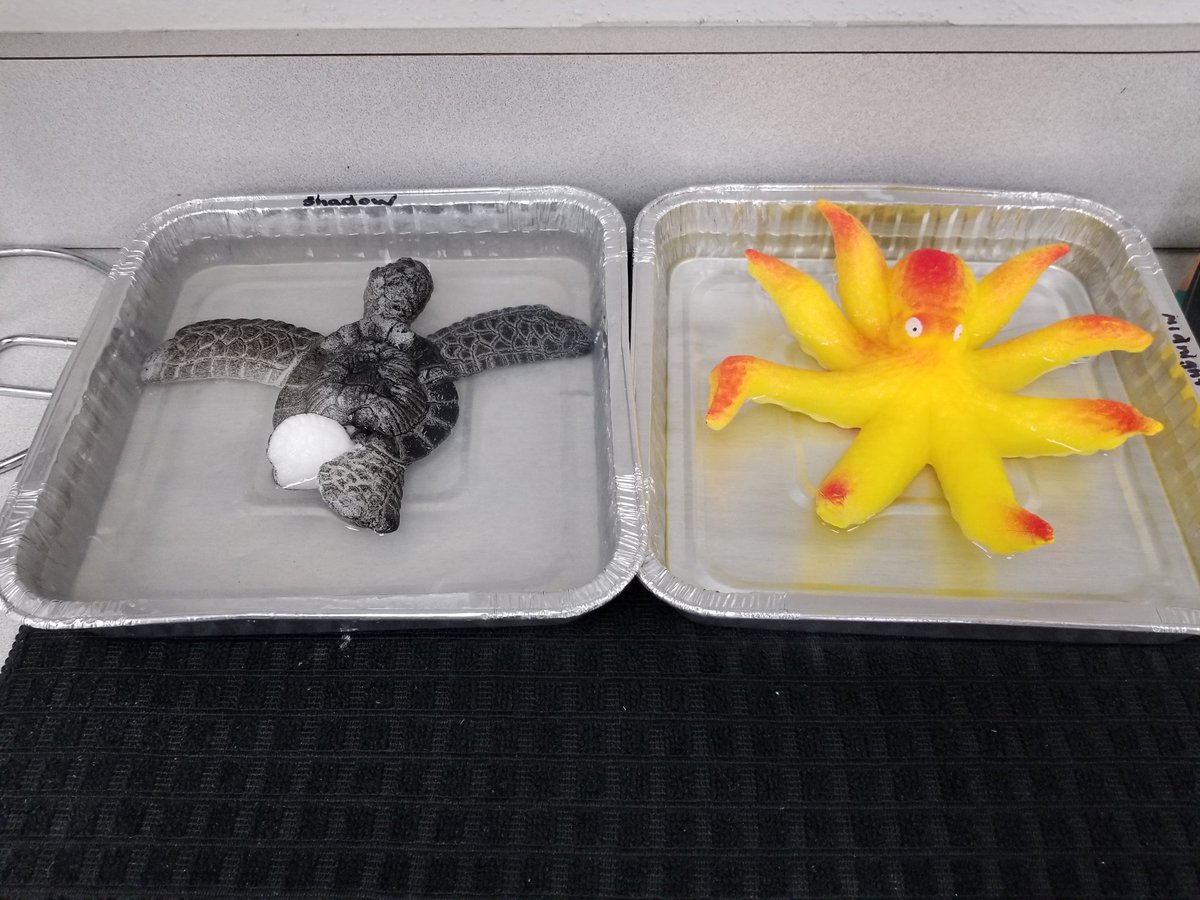 Skinner4Science's tweet photo. Scientists at @ColsonES are studying how sunlight affects grow creatures. Look at their data collection, observations, and inferences! @HCPSElemScience @WeAreHAEST https://t.co/s2yV1ibKQy