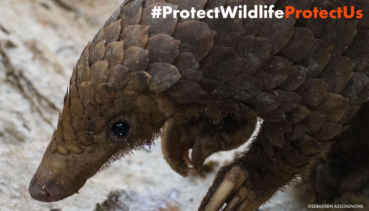 96 Elephants tweet media