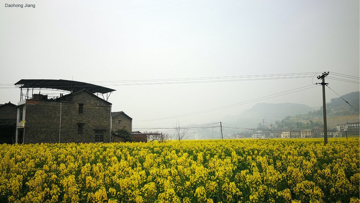 Cell Press (@cellpressnews) on Twitter photo A mycovirus can change a plant fungus from deadly to useful in rapeseed plants, finds a team of <a href="/HZAU_China/">Huazhong Agricultural University</a> researchers. The converted fungus boosts the plant's immune system, making the plant more resistant to disease hubs.ly/H0x57Sc0 #canolaoil #ag #molecularplant A mycovirus can change a plant fungus from deadly to useful in rapeseed plants, finds a team of <a href="/HZAU_China/">Huazhong Agricultural University</a> researchers. The converted fungus boosts the plant's immune system, making the plant more resistant to disease hubs.ly/H0x57Sc0 #canolaoil #ag #molecularplant