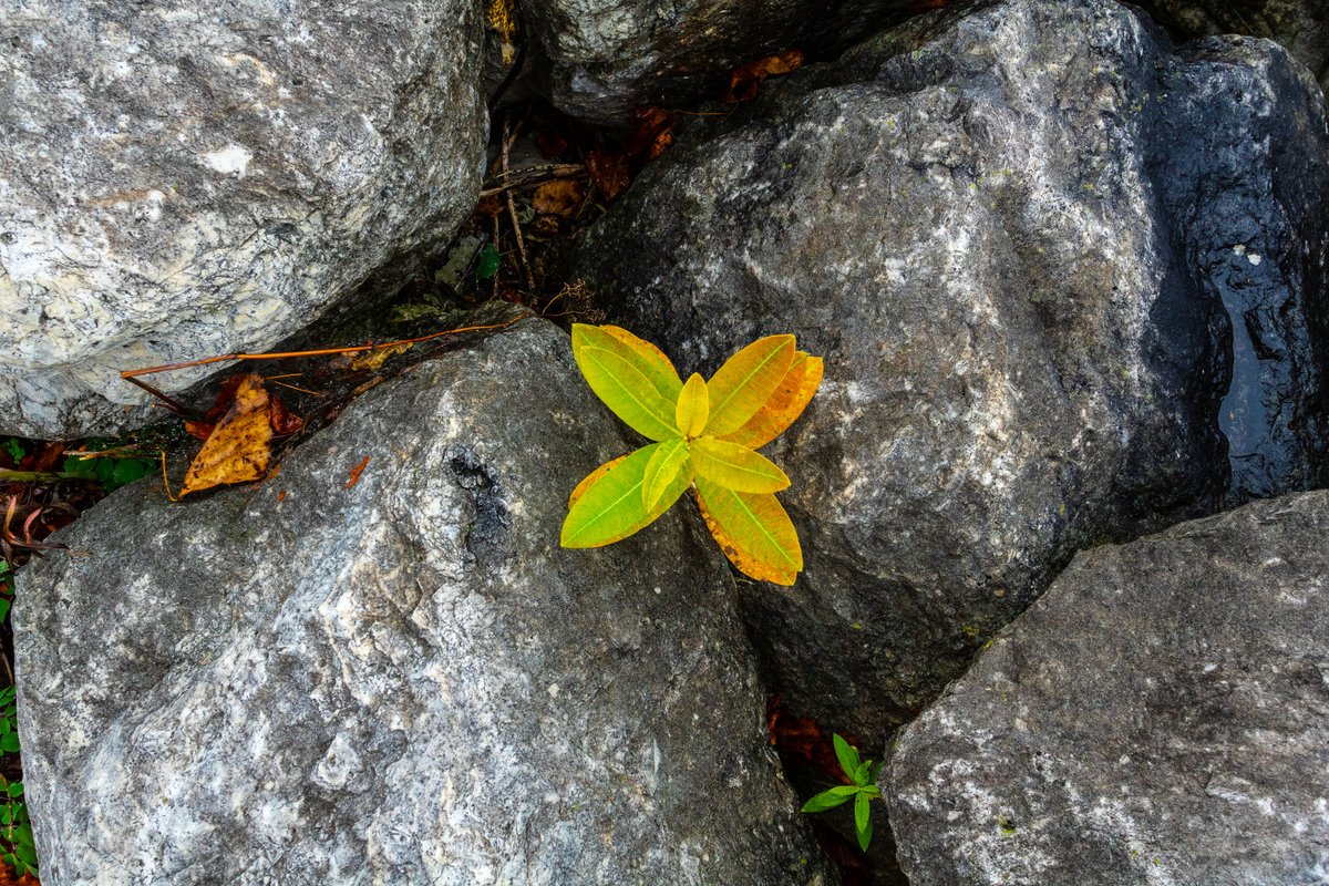 I thought this Milkweed plant was very pretty mixed in among the rocks along the lakeshore near Bay City.
#milkweed #fallinmichigan https://t.co/HE5Qg5UsEm