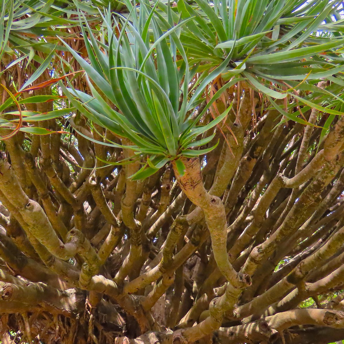 galactic_madrid's tweet photo. DRACAENA DRACO TREE #botanical #biodiversity #dracaena #draco #tree #plants #bioheritage https://t.co/pWCGzAC3Zc