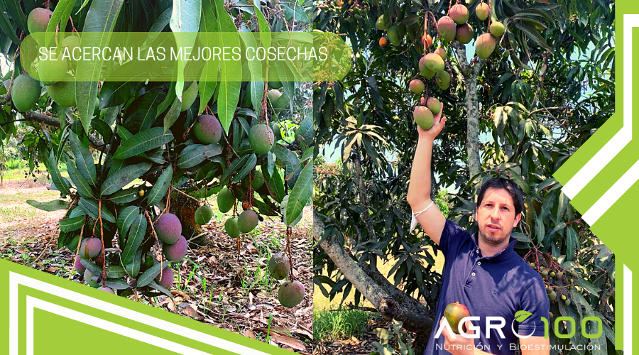 agro100ec's tweet photo. El apoyo técnico la base del éxito!
#CultivodeBanano Visitas de campo al Grupo Mena y Grupo Zambrano 🍌🍌🍌
#CultivodeMango Alistando manos para la cosecha Disper 🥭🥭🥭
#agro100ec #agroecuador #agricultura #NutricionVegetal #Disper #Biocab https://t.co/AQULNUATpd