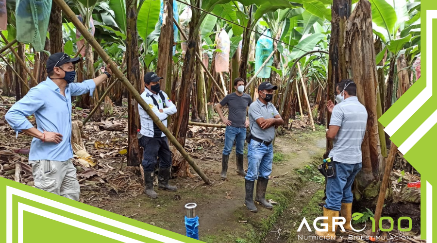 agro100ec's tweet photo. El apoyo técnico la base del éxito!
#CultivodeBanano Visitas de campo al Grupo Mena y Grupo Zambrano 🍌🍌🍌
#CultivodeMango Alistando manos para la cosecha Disper 🥭🥭🥭
#agro100ec #agroecuador #agricultura #NutricionVegetal #Disper #Biocab https://t.co/AQULNUATpd