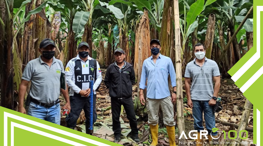agro100ec's tweet photo. El apoyo técnico la base del éxito!
#CultivodeBanano Visitas de campo al Grupo Mena y Grupo Zambrano 🍌🍌🍌
#CultivodeMango Alistando manos para la cosecha Disper 🥭🥭🥭
#agro100ec #agroecuador #agricultura #NutricionVegetal #Disper #Biocab https://t.co/AQULNUATpd