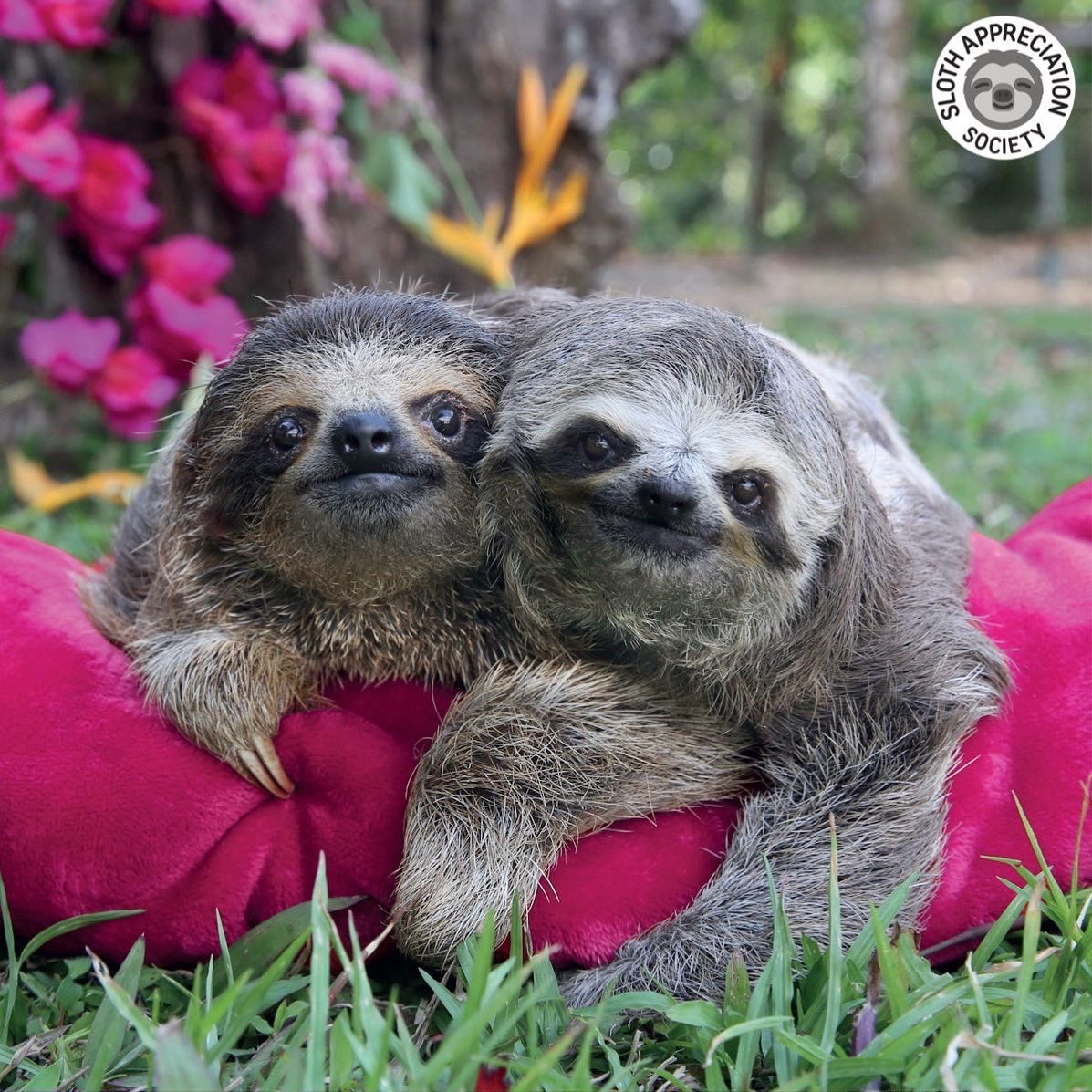 Two Sloths Cuddling
