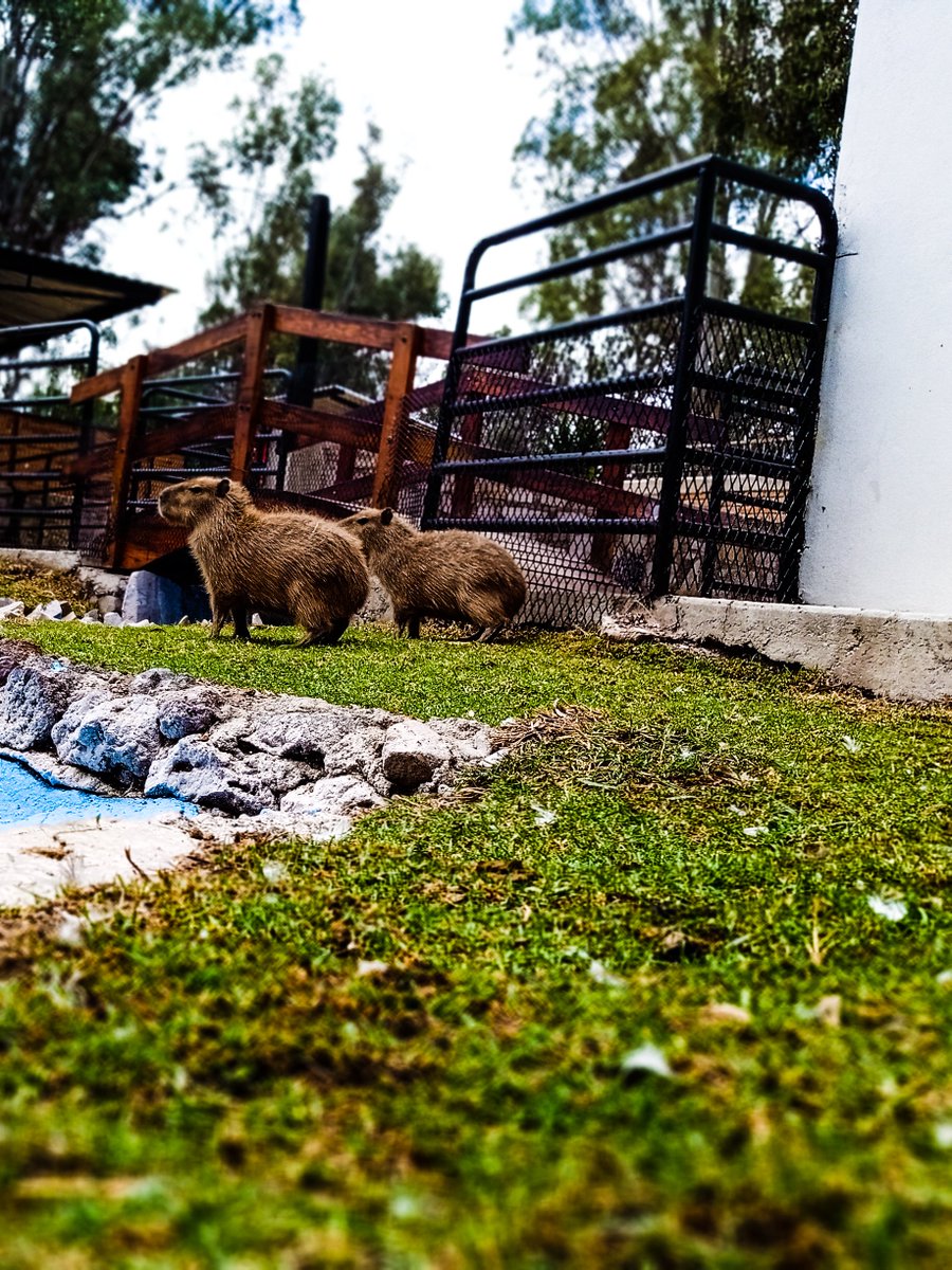 Ya conoces a nuestros capibaras? 
Te dejamos información relacionada a ellos para que los conozcas.

- Son nativos de América del sur.
- Son los roedores más grandes del mundo.
- Las hembras son más grandes que los machos.
Ven y conócelos en vivo a nuestro Zoológico Sahuatoba.