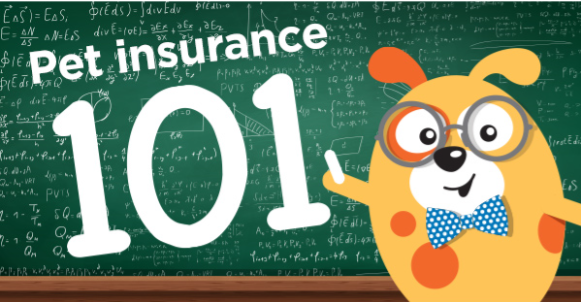 A pet insurance policy can help for your pet’s healthcare and offset costs for unexpected illness and injury. Find out how pet insurance works: bit.ly/3bOSXol