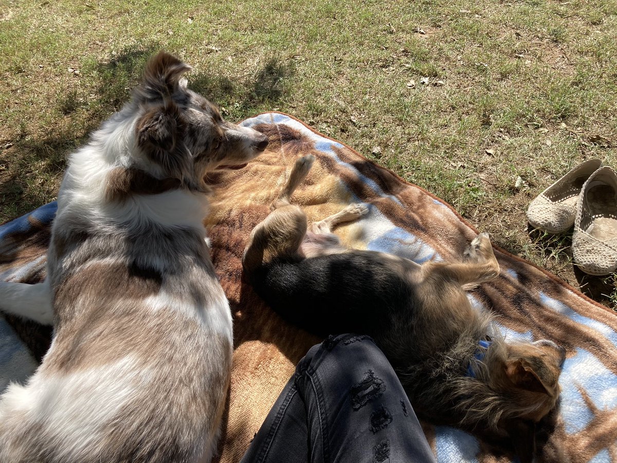 HerbieMooland's tweet photo. The weather’s been feeling so good lately! Thank you fall! 🌳🍃🍂🍁 #fall #fallweather #soniceout #feelsgood #cooloutside #dogsoftwitter #fursiblings #hangingout https://t.co/71BCVidWsu