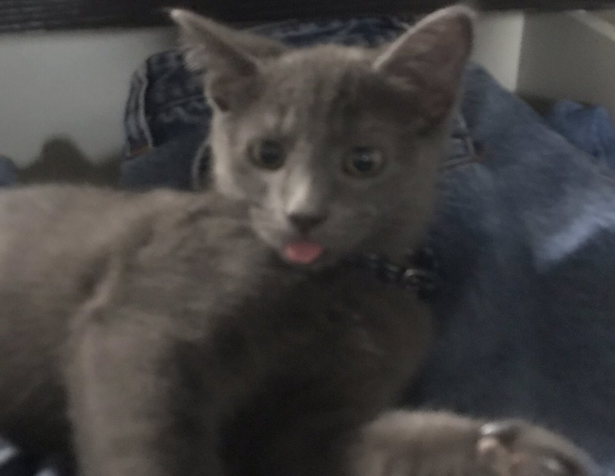 shrimpmight's tweet photo. this is the only photo ever https://t.co/YYRwbtX1Kp