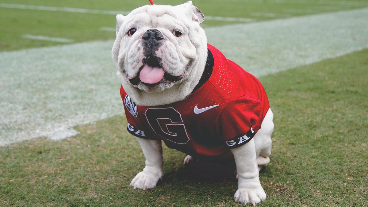 UGAAthletics's tweet photo. Just dropping in on your timeline to say hi. 

❤️,
🐾 https://t.co/VdPTH9yto7