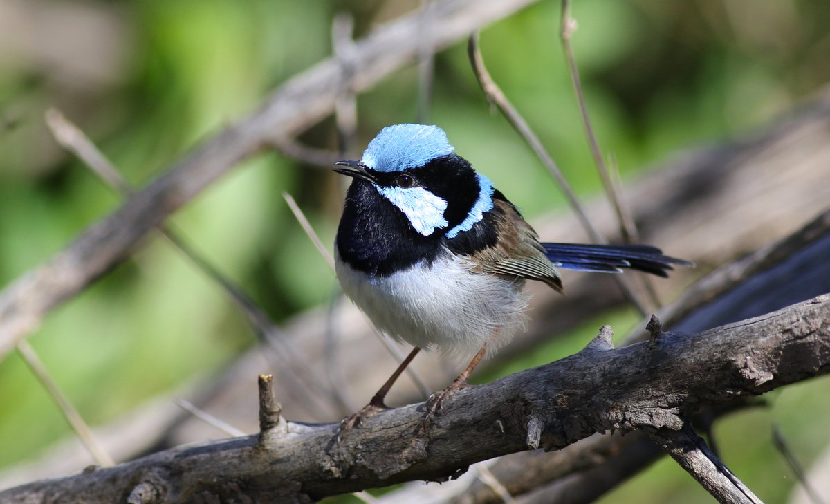 SandyHorne61's tweet photo. Happy Wrensday! Here's a male superb fairywren that I saw at Barker Inlet Wetlands. 
@FairywrenProj @GSBioblitz @CitSciOZ @OutbackEco @ParrotOfTheDay @BirdlifeOz #fairywren #wrensday #southaustralia https://t.co/W73IiiWyhY