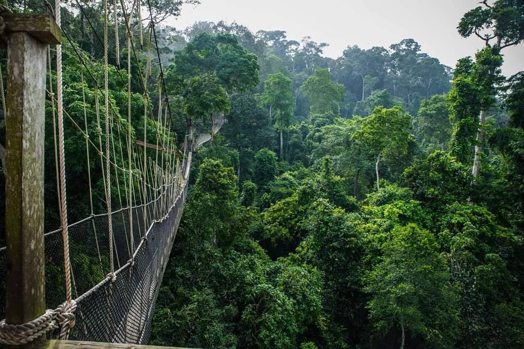 TheDiasporaGh's tweet photo. #TravelTuesday 2020 was marked as the Beyond the Return in Ghana but the world still battles with the Covid-19 crisis. When all of it is over, the perfect destination is Ghana to experience the walk on the beautiful canopy\ walk at one of Ghana’s historic tourist sites. https://t.co/x0aFadOMVK
