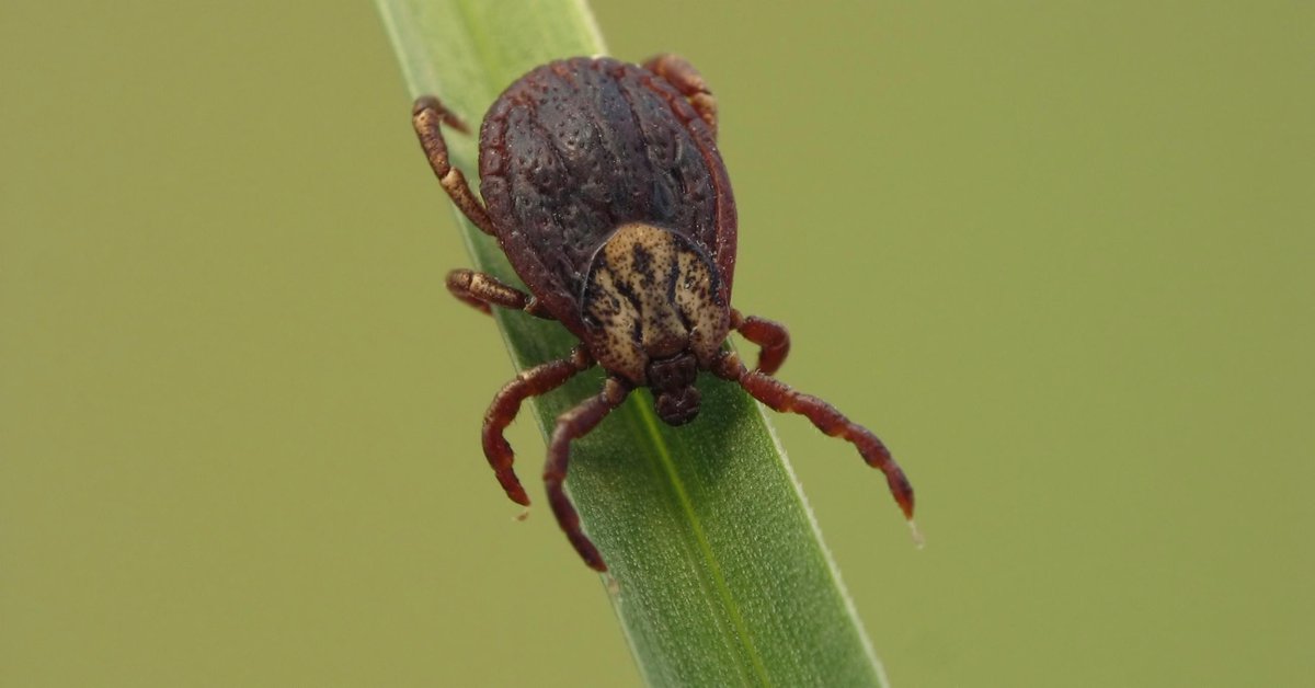 Fall is here, but reports show ticks are also here to stay until temperatures drop below freezing, especially in the Northeast. Learn how you can help safeguard yourself, family &amp; pets from harmful tick bites while enjoying fall weather, here: bit.ly/2rx6viv