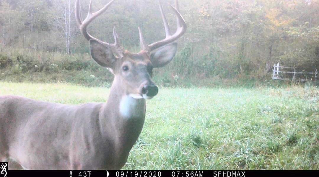 Aha! After moving a few of our <a href="/BrowningCams/">BrowningTrailCameras</a> around, we finally figured out where this sneaky buck has been hiding!

#TrailcamTuesday #browningcameras #youvegottoseethis #browning #trailcameras #gamecam #hunting #deerhunting #trailcampics #HuntressView