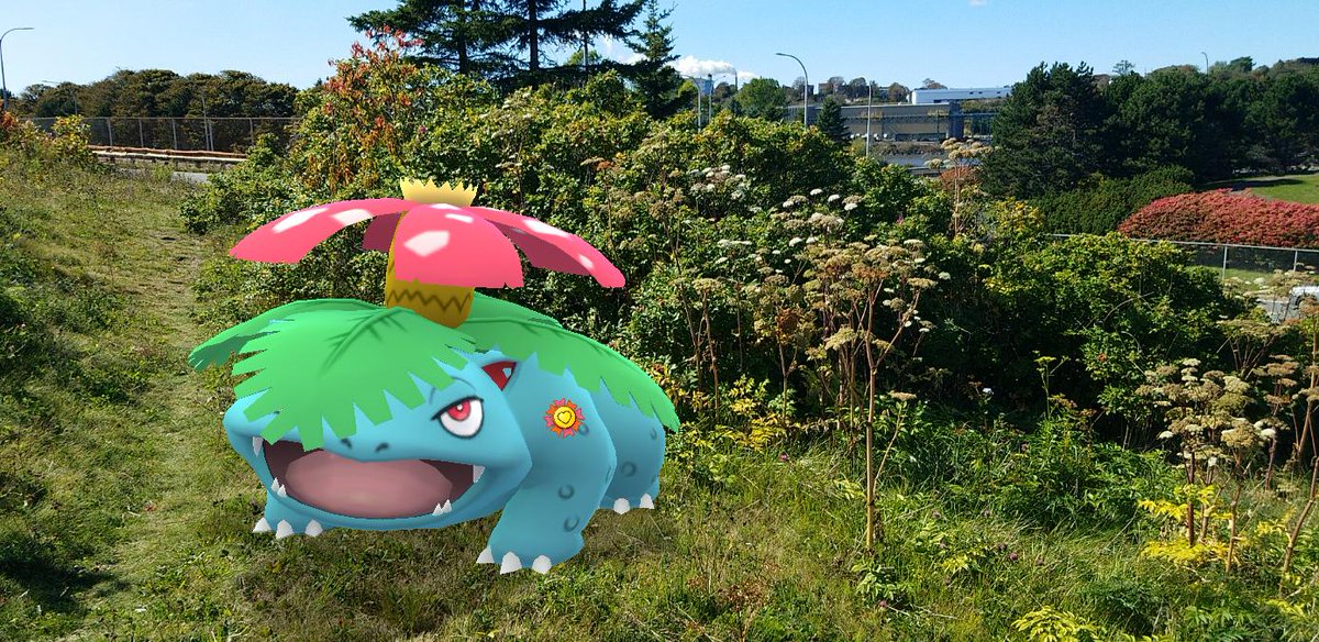 And that, as they say, is that! Sprout the  #Venusaur has become my (I think) 17th  #PokemonGOBestBuddy! I can't wait to Mega Evolve him to see how Mega Venusaur looks wearing the Best  #PokemonGOBuddy ribbon!  #PokemonGO  #GOSnapshot  #PokemonGOARplus