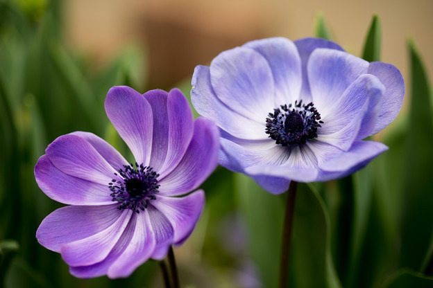 366日の花個紋 9月30日の花個紋 抱き陰秋明菊 だきかげしゅうめいぎく 個意ことば 本心 自分の気持ちを大切にし まわりに流されない意思の強い人 今日の花個紋はこちら T Co Qlx7okgnuv 誕生日 東山紀之 潮田玲子 今日は何の日