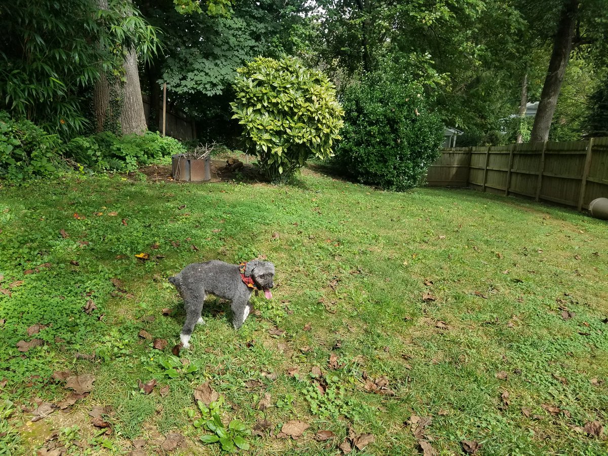 2HousePanthers's tweet photo. Day 29: seeds
Apparently all this green stuff came from seeds. Go figure. 
#DogsofTwitter #PhotoChallenge2020September @Violet_theNewfy https://t.co/CEqjynU5RF
