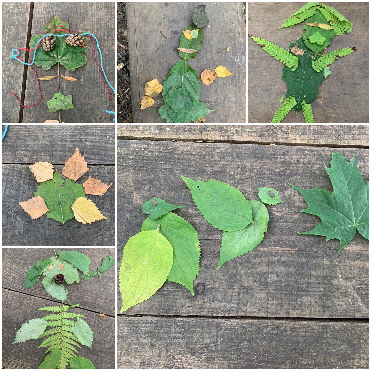 MrsHogg09's tweet photo. P4a showed their creativity this week when they created these wonderful pieces of natural art. Can you spot the beautiful moth who appreciated our artwork too? 🍁🌿🍂#leafman #artinnature #outdoorlearning #autumnoutdoors @MissCCanalView https://t.co/RCjM7XTyY6