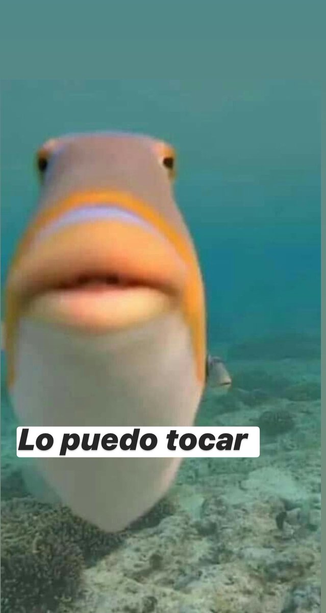ReForros's tweet photo. Cuando veo a alguien en la calle con una mascota https://t.co/10GmgbgyZ3