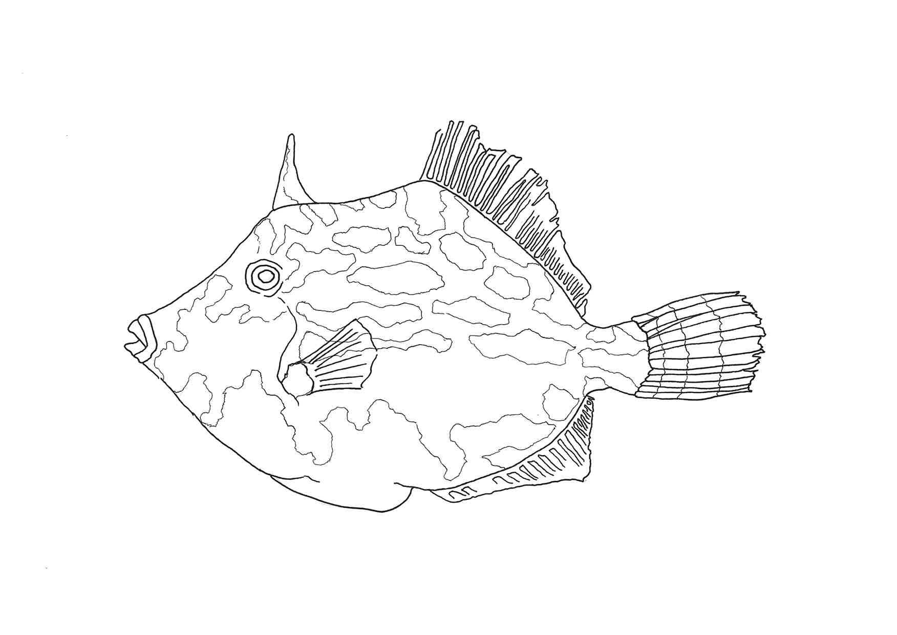 ターレンスジャパン 公式 今月描いた絵を晒そう 中の人毎週1枚お魚塗絵を描いてます 赤ムツ カワハギ サヨリ どうぞお好き塗ってください 塗り絵 大人の塗り絵 イラスト好きな人と繋がりたい T Co O95jcqw3e0 Twitter