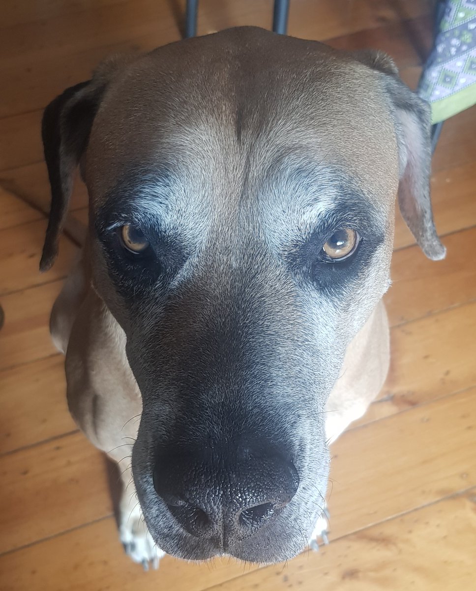 GailElizabethW's tweet photo. Happy birthday buddy! 10 years old today. Look at how grey he's getting! Still very handsome, though. And a very good boy. #LifeWithRoy https://t.co/pCDMRCl8uN